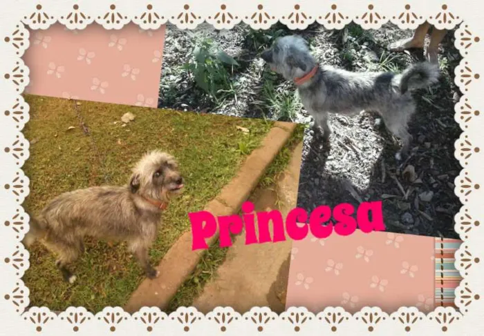 Cachorro ra a SRD idade 2 anos nome PRINCESA