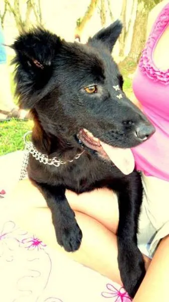 Cachorro ra a SRD idade 1 ano nome Tafy