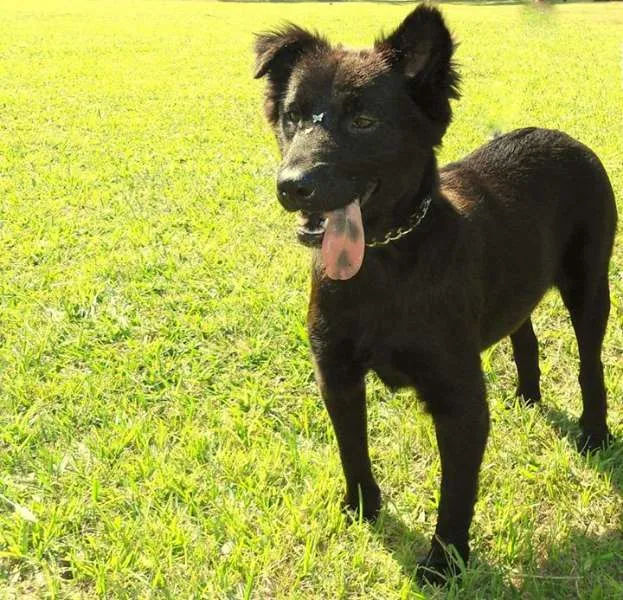 Cachorro ra a SRD idade 1 ano nome Tafy