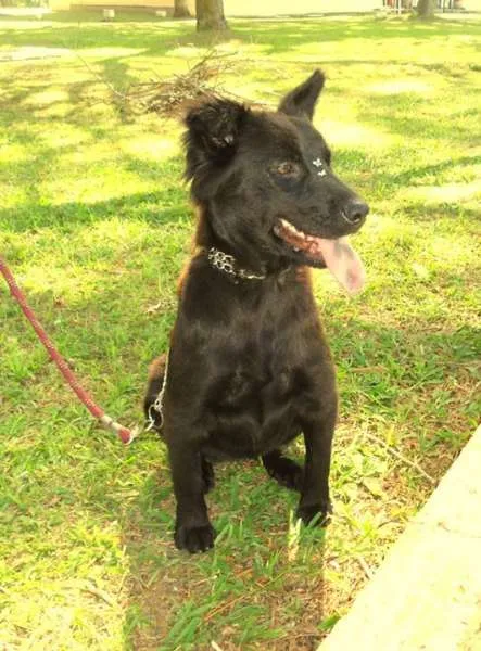 Cachorro ra a SRD idade 1 ano nome Tafy