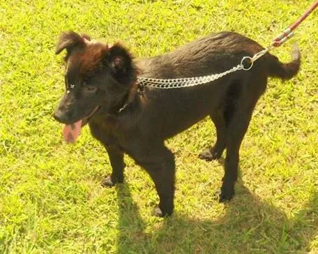 Cachorro ra a SRD idade 1 ano nome Tafy