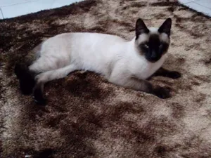 Gato raça Siamês idade 7 a 11 meses nome Anubis