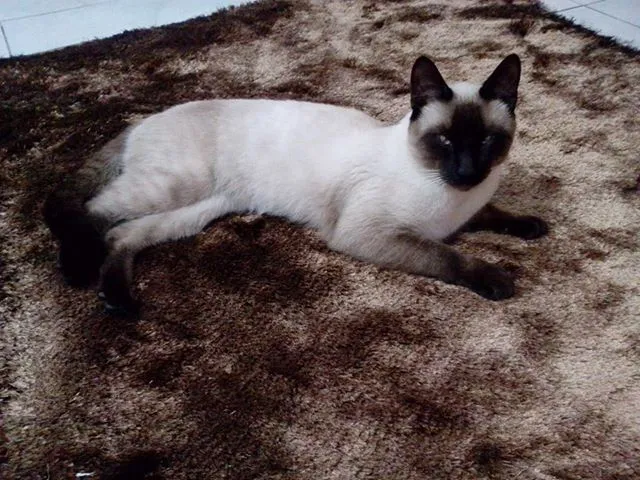 Gato ra a Siamês idade 7 a 11 meses nome Anubis