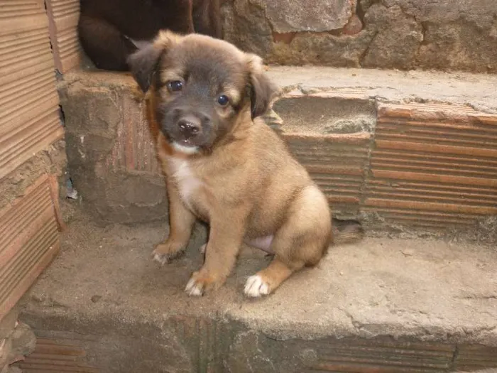 Cachorro raça SRD idade Abaixo de 2 meses nome se nome