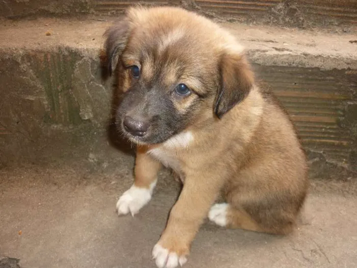 Cachorro raça SRD idade Abaixo de 2 meses nome sem nome