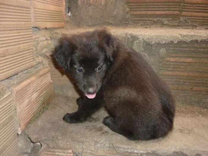 Cachorro raça SRD idade Abaixo de 2 meses nome sem nome