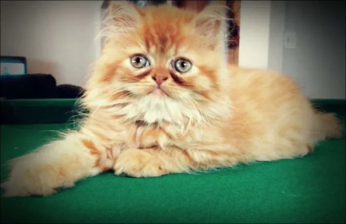 Gato ra a Persa idade 7 a 11 meses nome Julie GRATIFICA