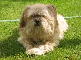Cachorro ra a Lhasa Apso idade 7 a 11 meses nome Chiquinho