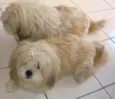 Chiquinho