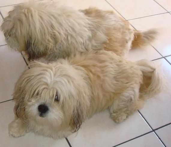 Cachorro ra a Lhasa Apso idade 7 a 11 meses nome Chiquinho