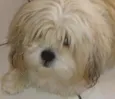 Chiquinho