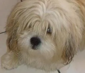 Cachorro ra a Lhasa Apso idade 7 a 11 meses nome Chiquinho