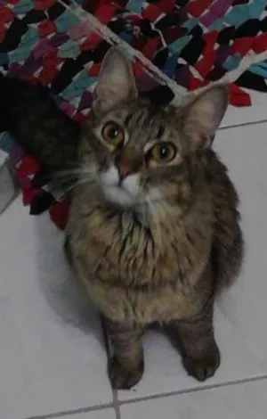 Gato raça  idade 1 ano nome Sem nome