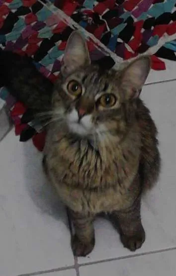 Gato ra a  idade 1 ano nome Sem nome