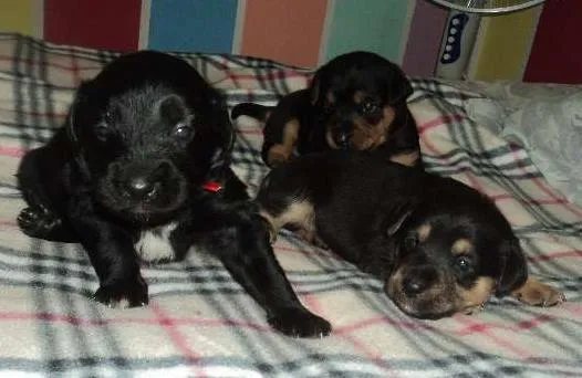 Cachorro ra a SRD idade  nome Linda filhotinha