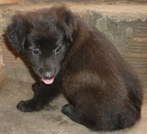 Cachorro raça SRD idade Abaixo de 2 meses nome sem nome