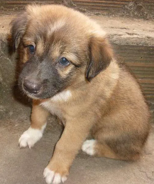 Cachorro raça SRD idade Abaixo de 2 meses nome sem nome