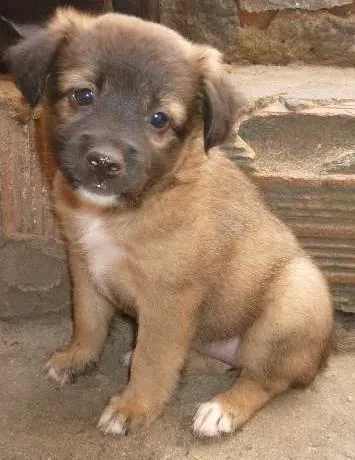 Cachorro raça SRD idade Abaixo de 2 meses nome se nome