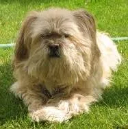 Cachorro ra a Lhasa Apso idade 7 a 11 meses nome Chiquinho