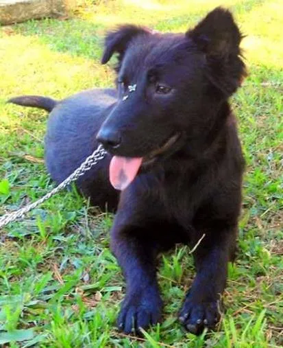 Cachorro ra a SRD idade 1 ano nome Tafy