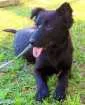 Cachorro raça SRD idade 1 ano nome Tafy