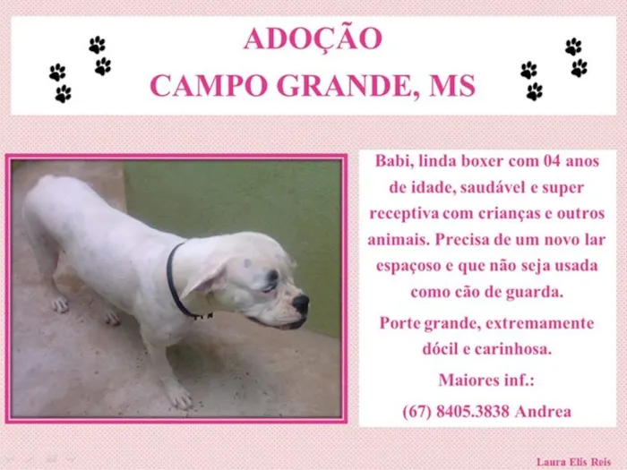 Cachorro ra a Boxer idade  nome Babi