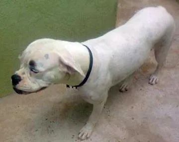 Cachorro ra a Boxer idade  nome Babi