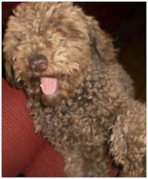 Cachorro raça srd idade  nome Luke