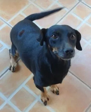 Cachorro ra a  idade 5 anos nome Pretona