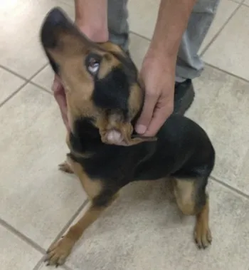 Cachorro raça SRD idade  nome Cadelinha