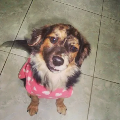 Cachorro ra a SRD idade 7 a 11 meses nome Luana