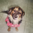 Luana