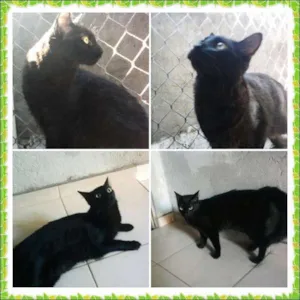 Gato raça SRD idade 1 ano nome Neguinho