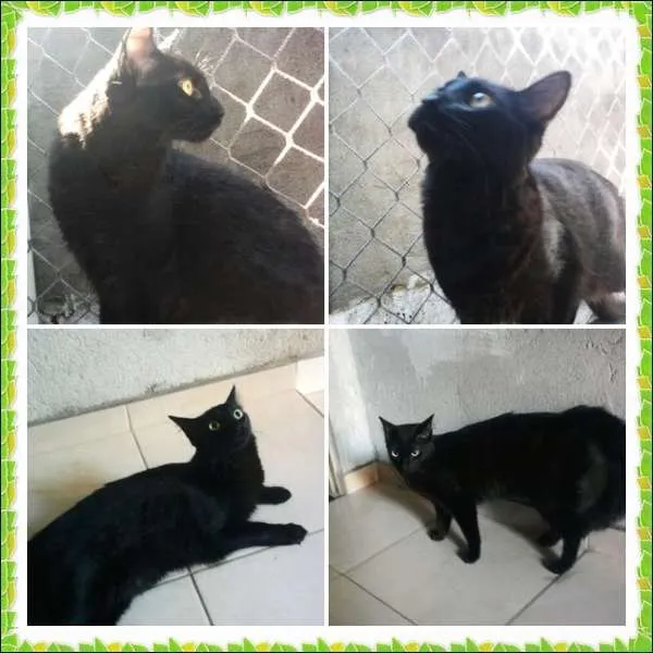 Gato ra a SRD idade 1 ano nome Neguinho