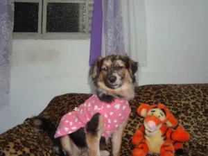Cachorro raça SRD idade 7 a 11 meses nome Luana