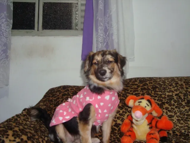 Cachorro ra a SRD idade 7 a 11 meses nome Luana