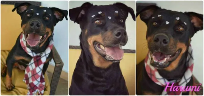 Cachorro ra a Rottweiler idade 3 anos nome Harumi