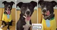 Cachorro raça SRD idade 2 anos nome Catatau