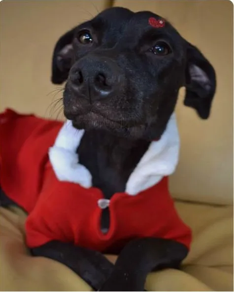 Cachorro ra a SRD idade 2 anos nome Doroti