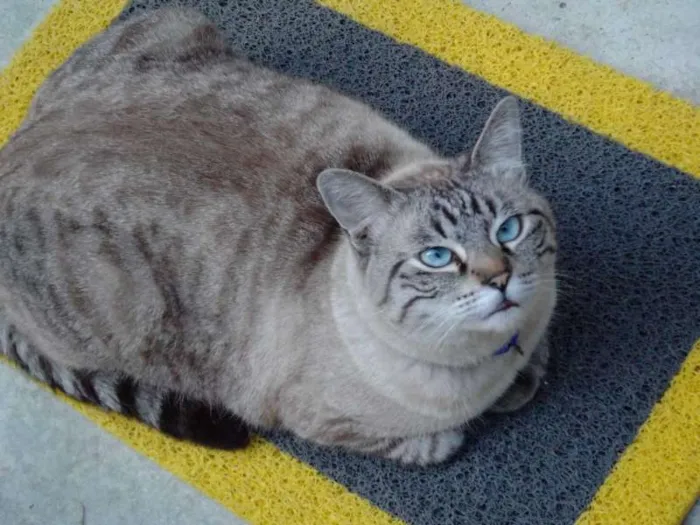 Gato ra a Sem raça definida idade 5 anos nome Bóris