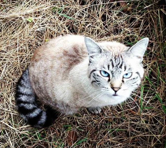 Gato ra a Sem raça definida idade 5 anos nome Bóris