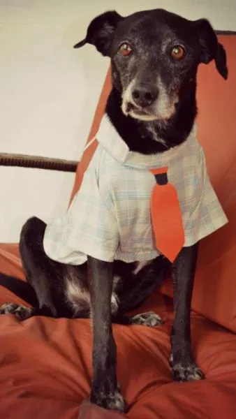 Cachorro ra a SRD idade 6 ou mais anos nome Theodoro