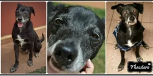Cachorro raça SRD idade 6 ou mais anos nome Theodoro