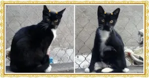 Gato raça SRD idade 2 a 6 meses nome Mimi