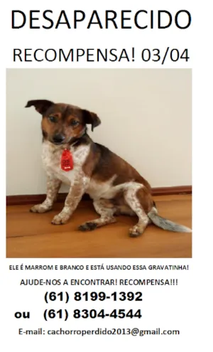 Cachorro raça SRD idade 2 anos nome Théo GRATIFICA