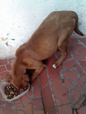 Cachorro raça SRD idade 2 a 6 meses nome Lola