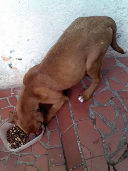 Cachorro raça SRD idade 2 a 6 meses nome Lola