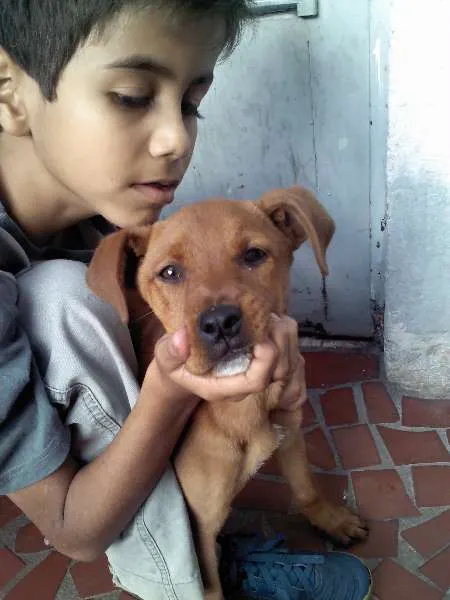 Cachorro raça SRD idade 2 a 6 meses nome Lola