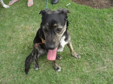 Cachorro ra a SRD idade 1 ano nome BUZINA