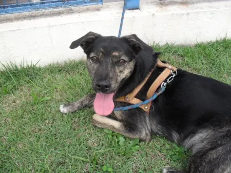 Cachorro ra a SRD idade 1 ano nome BUZINA